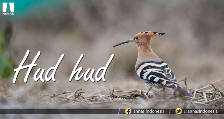 KEPADA SEMUT, KEPADA HUD-HUD, DAN ANJING YANG TURUT (2)