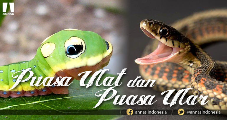 BERPUASALAH SEPERTI ULAT, JANGAN SEPERTI PUASANYA ULAR