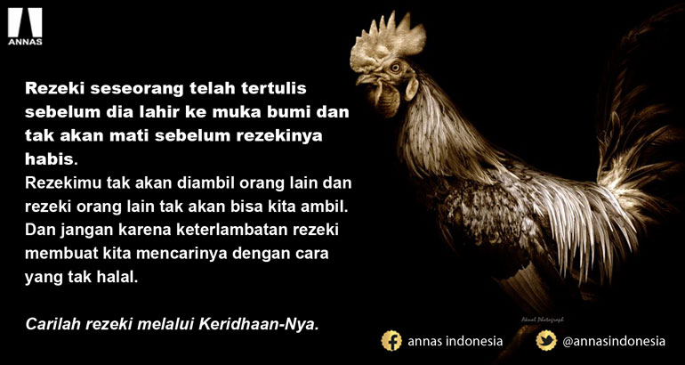 REZEKIKU ATAU REZEKI AYAM ???