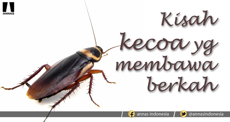 KISAH KECOA YG MEMBAWA BERKAH